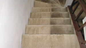 carpet cleaning North shore